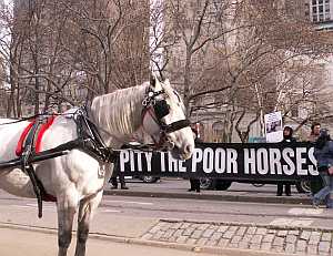 Why Carriage Horses